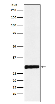 Annexin IV Rabbit Monoclonal Antibody