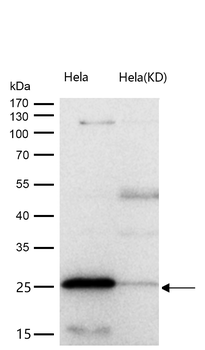BAP31 Rabbit mAb [KD Validated]