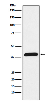 HIF1AN Rabbit Monoclonal Antibody