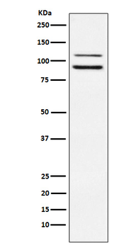 ILF3 Rabbit mAb Antibody
