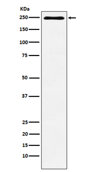 Plexin A1 Rabbit mAb Antibody