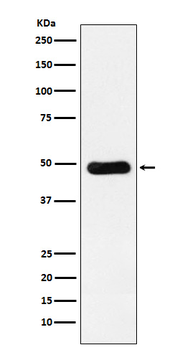 RbAp48 Rabbit Monoclonal Antibody