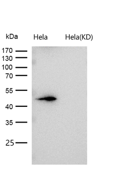 LIS1 Rabbit mAb [KD Validated] Antibody