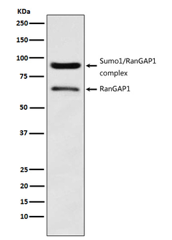 RanGAP1 Rabbit mAb Antibody