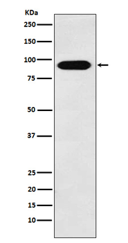 Cullin4A Rabbit mAb Antibody