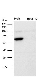 Yes1 Rabbit mAb [KD Validated] Antibody