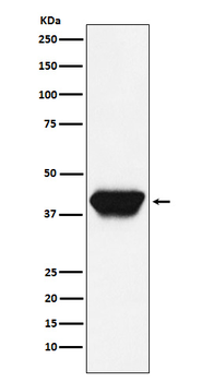 SPI1 Rabbit mAb Antibody