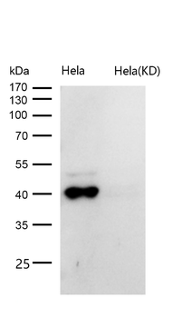 TRIB3 Rabbit mAb [KD Validated]