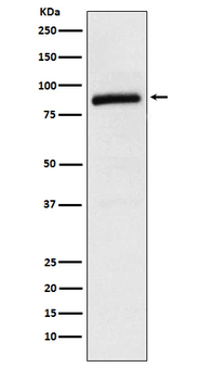 Cullin 2 Rabbit mAb Antibody