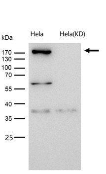 Complement C3 Rabbit mAb [KD Validated] Antibody