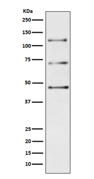 Complement C3 Rabbit mAb [KD Validated] Antibody
