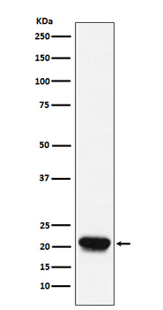 RHEB Rabbit mAb Antibody