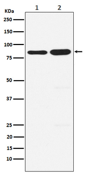 PCAF Rabbit mAb [KD Validated]