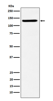 SF3B3 Rabbit mAb Antibody