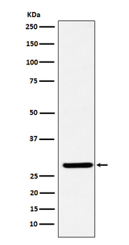 FHL2 Rabbit Monoclonal Antibody