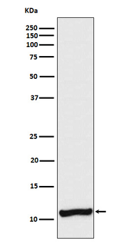 Cellubrevin Rabbit mAb
