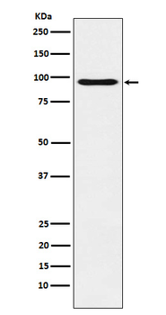 Oct-1 Rabbit mAb Antibody
