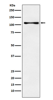 CENPC Rabbit mAb Antibody