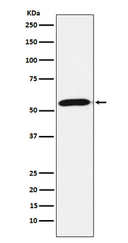 Emi1 Rabbit mAb Antibody