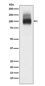 Band 3 / CD233 Rabbit mAb Antibody