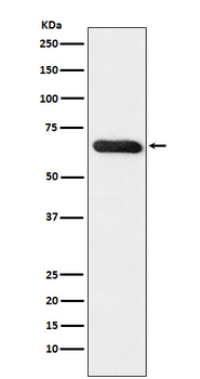 RBPJK Rabbit Monoclonal Antibody