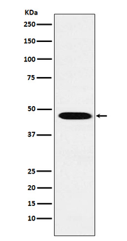 Wnt2b Rabbit mAb Antibody