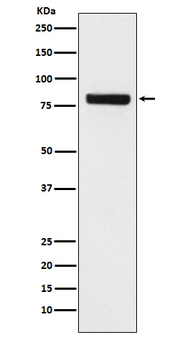 SEC23 Rabbit mAb Antibody