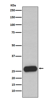 Mast Cell Chymase Rabbit Monoclonal Antibody