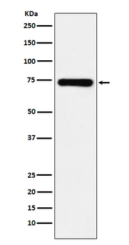 SAMHD1 Rabbit mAb Antibody