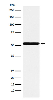 Nuf2 Rabbit mAb Antibody