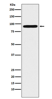 ALDH1L1 Rabbit mAb Antibody
