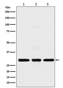 Histone H1.2 Rabbit mAb Antibody