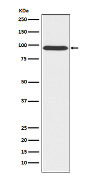 Gephyrin Rabbit mAb Antibody