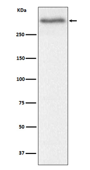 Versican Rabbit Monoclonal Antibody