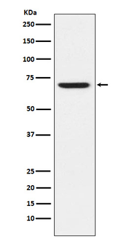 GABA A Receptor alpha 5 Rabbit Monoclonal Antibody
