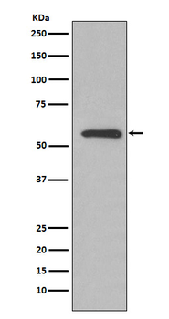 Glucose 6 phosphate isomerase Rabbit Monoclonal Antibody