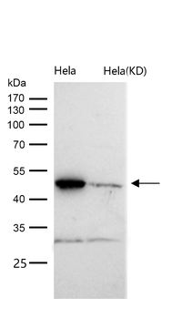 DEK Rabbit mAb [KD Validated] Antibody