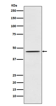 DEK Rabbit mAb [KD Validated] Antibody