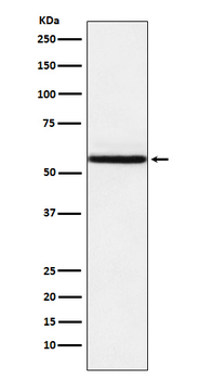 NR1D1 Rabbit mAb Antibody