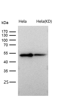 GSK3 alpha Rabbit mAb [KD Validated] Antibody