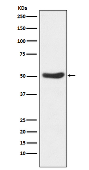 GSK3 alpha Rabbit mAb [KD Validated] Antibody