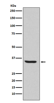 Endo G Rabbit Monoclonal Antibody