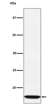 GLP2 Rabbit mAb Antibody