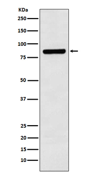 Cullin 3 Rabbit mAb Antibody