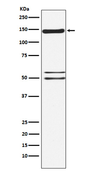 SynGAP Rabbit mAb Antibody
