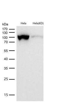 DNA Ligase IV Rabbit mAb [KD Validated] Antibody