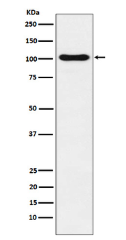 DNA Ligase IV Rabbit mAb [KD Validated] Antibody