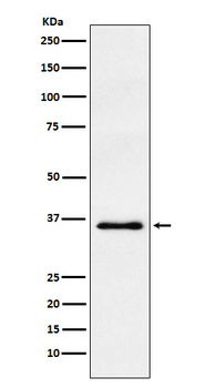 WDR5 Rabbit Monoclonal Antibody