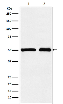 KMT5A / SETD8 / Pr-SET7 Rabbit mAb Antibody