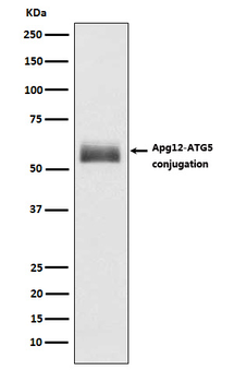 Apg12 Rabbit Monoclonal Antibody